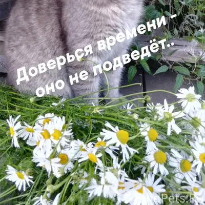 Пропал кот Кузя, Советский проспект