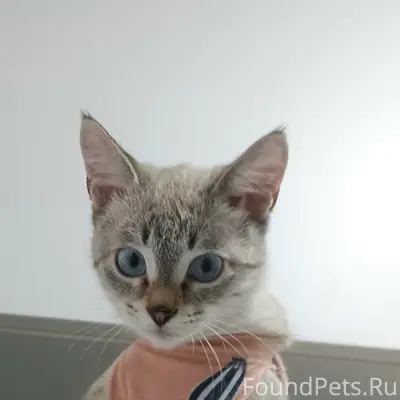 Пропала кошка, район Сомбатхей