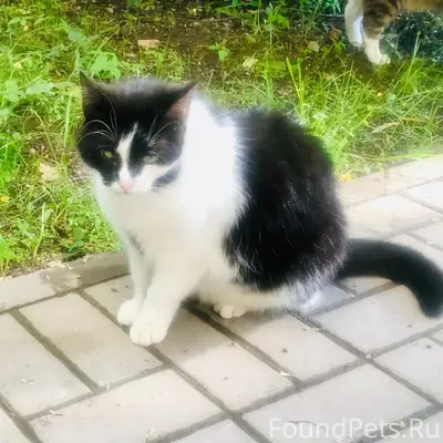 Пропала кошка, Минск