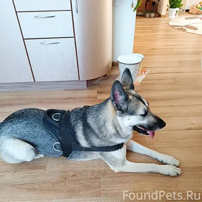 Найден тип собака, Каскад, Древлянка
