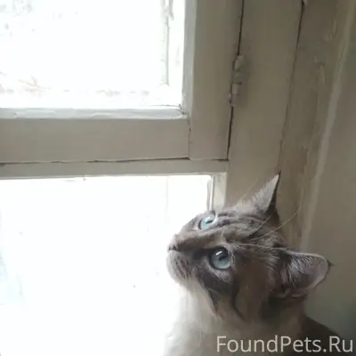 Пропала кошка Кошь, Симферополь