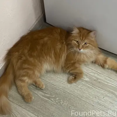 Пропал кот, Кирпичный район