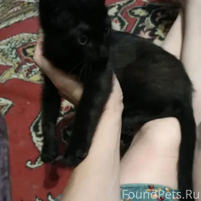 Пропал черный котенок, Дегтярск