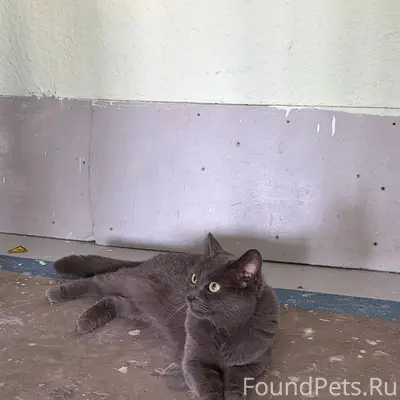 Найдена кошка, Прибалтийская 1
