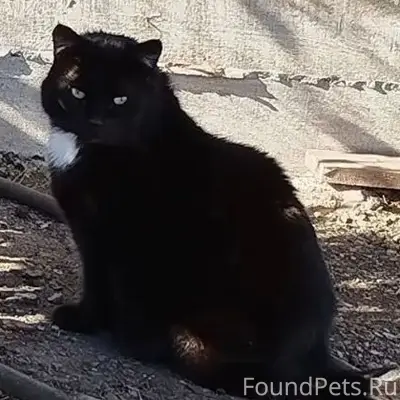 Пропал кот, Седьмой район, улица Парковая