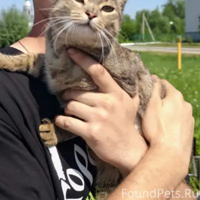 Пропала вислоухая кошка Ася, станица Саратовская