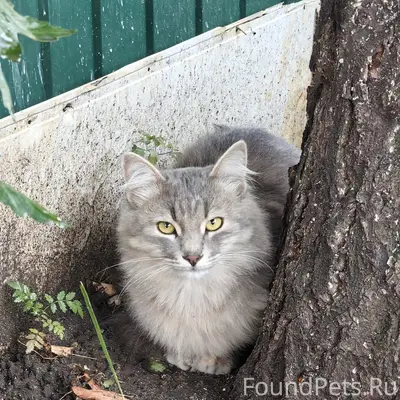 Пропал кот Боня, Ленинский район