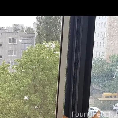 Помогите найти кота