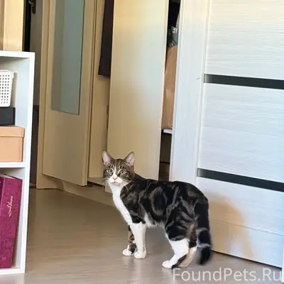 Пропал кот Басик, Шангалы