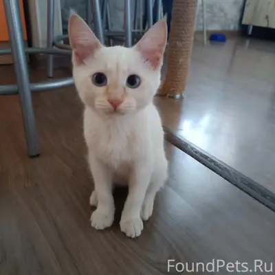 Найден котёнок, район Машзавода