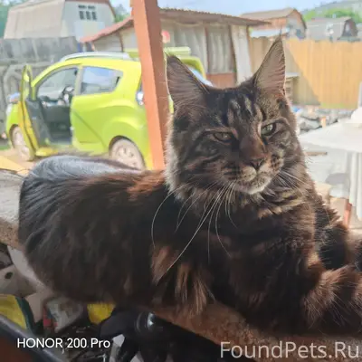 Пропала кошка, Железногорск
