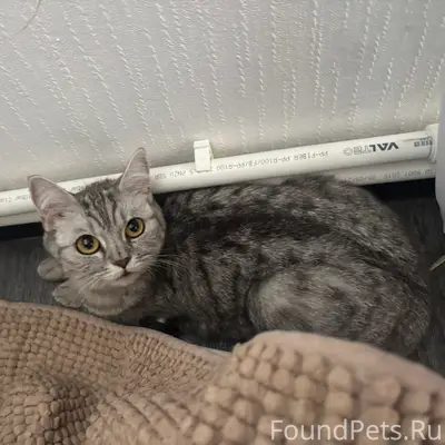 Найдена кошка, район Крокуса