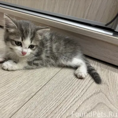 Найден котёнок-мальчик, дача