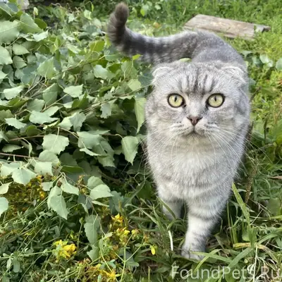 Пропал кот Мартин, микрорайон Полянка