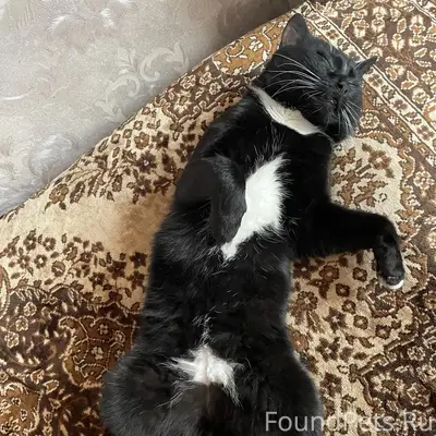 Пропал кот Неженка 2