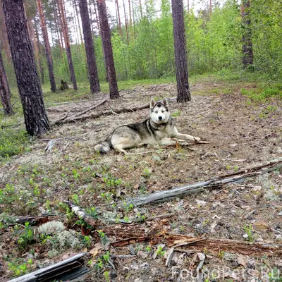 Пропала хаски, свяжитесь по номеру 89021965378