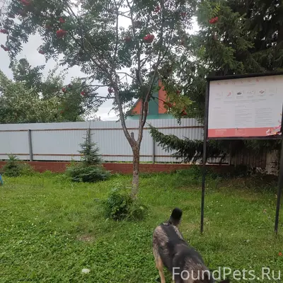 Пропала собака, Левитана
