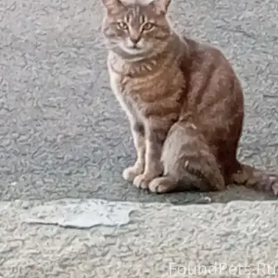Пропал кот, район кафе Халяль