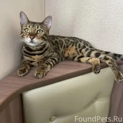 Пропала бенгальская кошка Кесси, 10 микрорайон