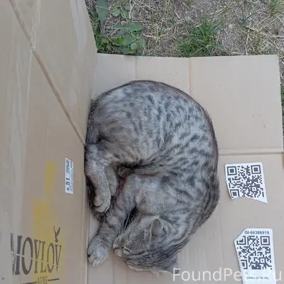 Найден вислоухий кот, Молодова, 24