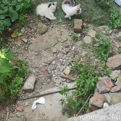 Найденны котята, Шибанкова 67