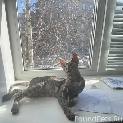 Пропал короткошёрстный кот, Сосногорск