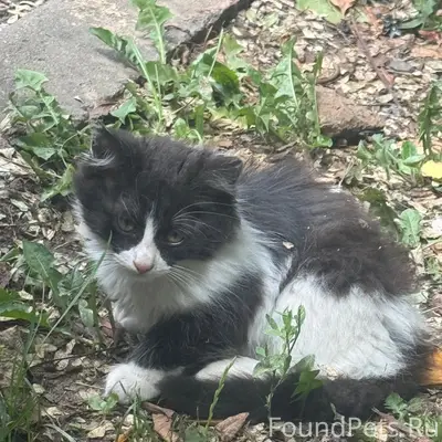 Пропали котята, Дедовск, ул. Главная 2