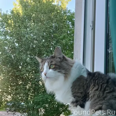 Пропал кот Тоша