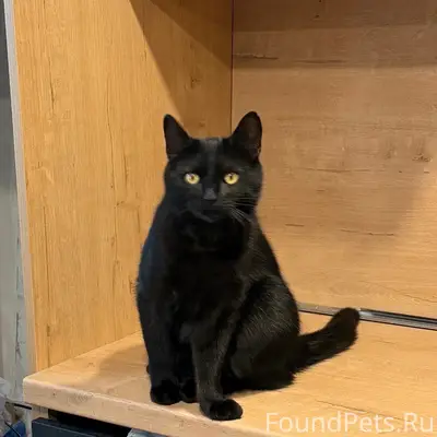 Пропал кот Салем, район автовокзала