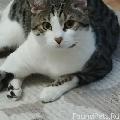 Пропал кот Кося, Дмитриевка
