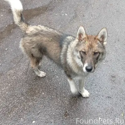 Пропала помесь хаски, район Центрального парка