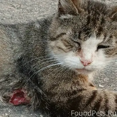 Найден кот, нуждается в помощи, [без указания места]
