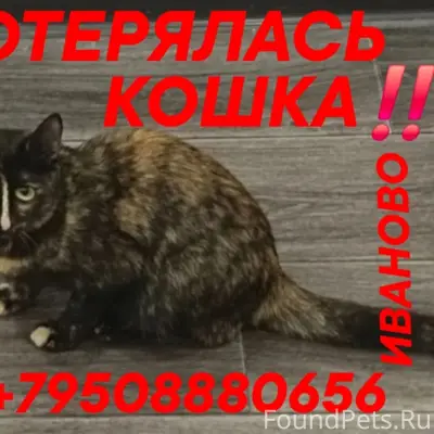 Пропала кошка, Иваново, пр. Строителей