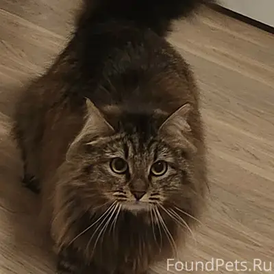 Пропала кошка,