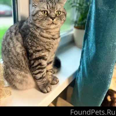 Пропал кот Космос, улица Яна Фабрициуса