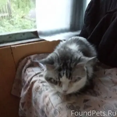 Найден кот, район Восточки