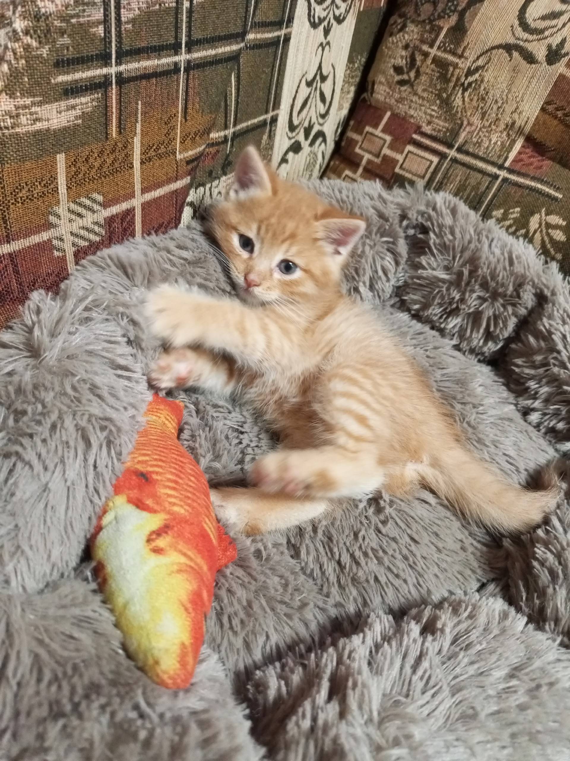 Пропал рыжий котёнок