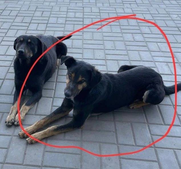 Пропал пёс Яша, район белого слона