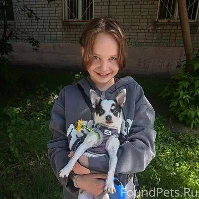 Пропала собака,