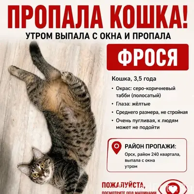Пропала кошка, ул. Олимпийская 22