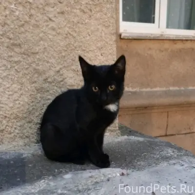 Найден котёнок-мальчик, Ессентуки