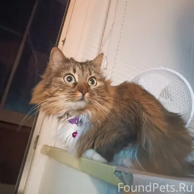 Пропала кошка, Киреевск