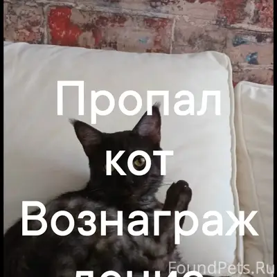Пропал кот, Киевская 96