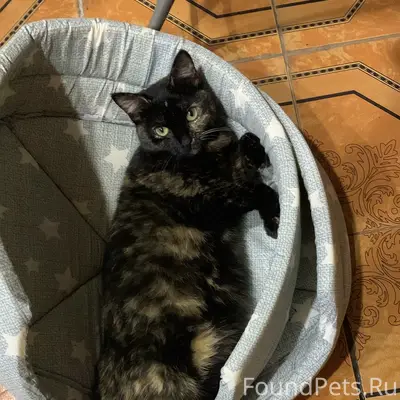 Пропала кошка Бела, ул. Яблоневая
