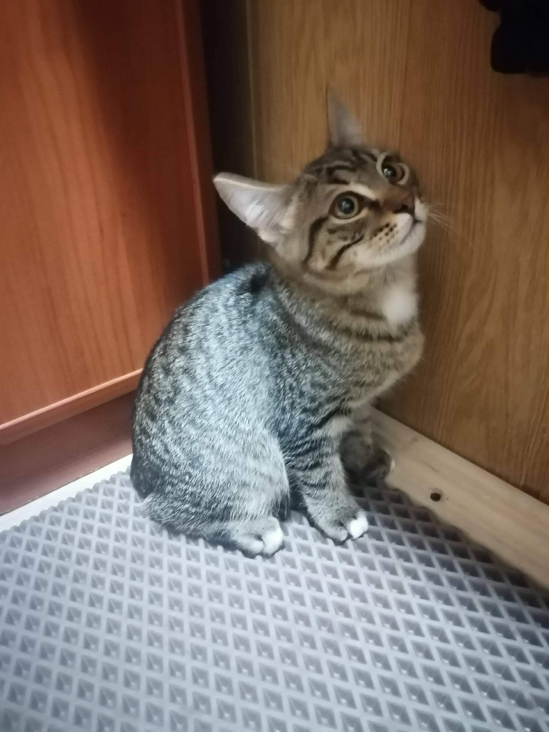 Найден котёнок, Ленина, 106