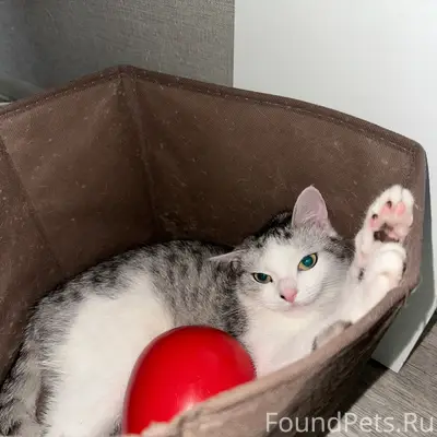 Пропала кошка, Брянск, Бежицкий район