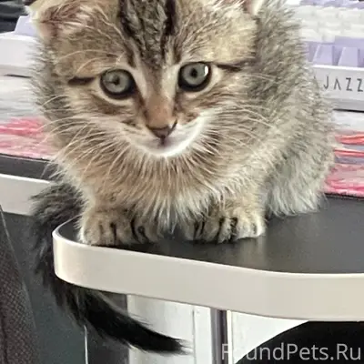 Пропала вислоухая кошка, Фиолент