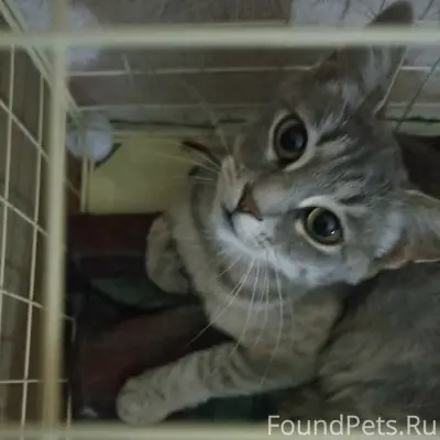 Найдена кошка, возможно крысоловка, без дома