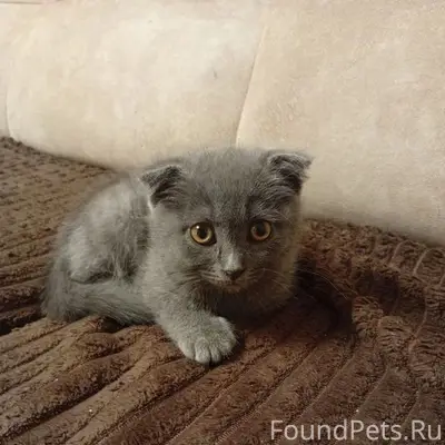 Пропал котёнок, между улицами Бутякова и Тургенева