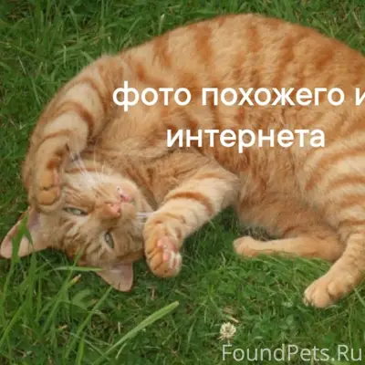 Пропал кот, рыжий полосатый, Островского, 58